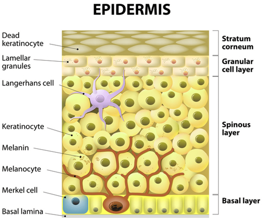 Types of Skin Cancer and their Cause - Dr Mark Gittos NZ